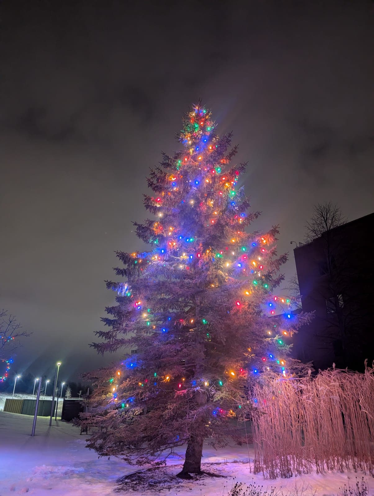 Tall outdoor evergreen decorated with colourful multicoloured Christmas lights in the snow at night
