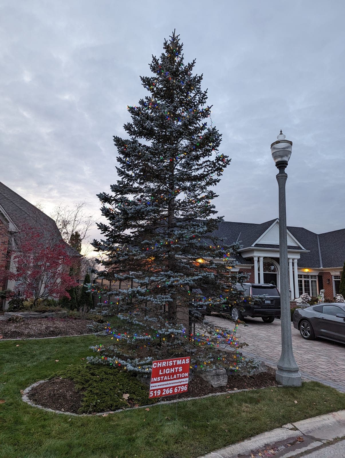 Large spruce tree strung with multicolour Christmas lights beside a residential driveway