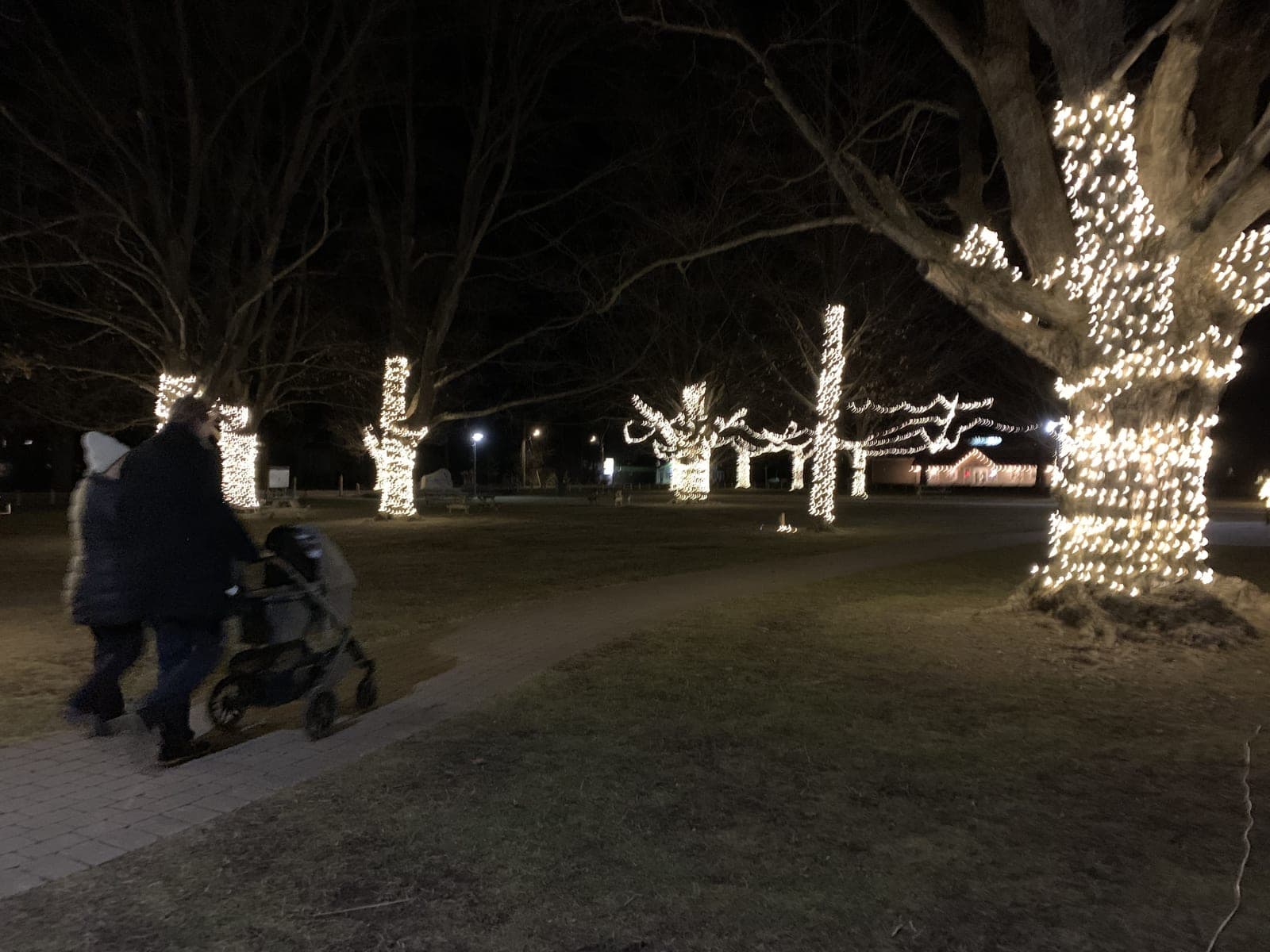 Wrapped-tree Christmas lights illuminating a park pathway on a winter evening.