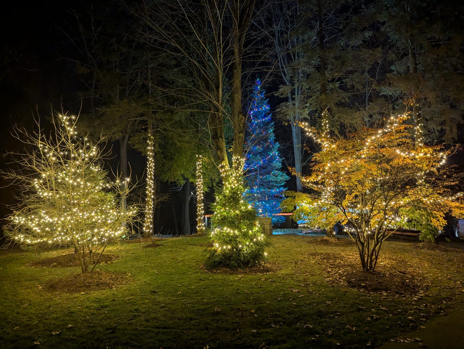 Professional landscape Christmas lighting with warm-white wrapped trees and a blue accent spruce