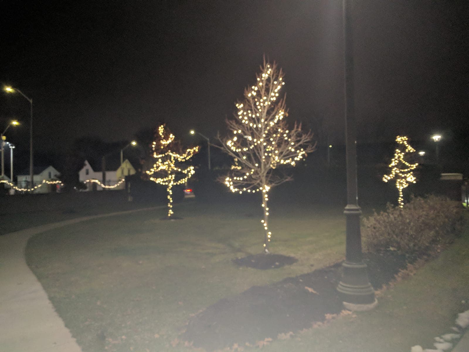 Warm-white lights wrapping young trees along a curved municipal walkway on a winter night.
